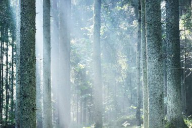 Güneş ışınları kozalaklı ağaç gövdelerinden gün doğumunda akıyor. Sabah sisinde Evergreen Ormanı. Idyllic manzara. Finlandiya 'da çevre koruma