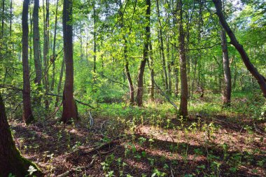 Bataklık yaprak döken orman, yosun, eğrelti otu, bitkiler. Güneş ışınları eski ağaç gövdelerinden akıyor. Yeşil bataklık. Huzurlu bir manzara. Ekoloji, ekosistemler, çevre koruma teması