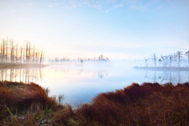 Gün doğumunda yoğun ve gizemli bir siste batık orman gölü. Cenas tirelis, Letonya. Sonsuza dek yeşil ağaç gövdelerinin arasından altın güneş ışığı. Suyun simetri yansımaları. Idyllic sonbahar manzarası
