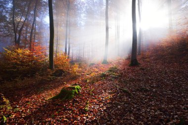 Yosunlu tepedeki renkli kayın ağaçları, yakın çekim kütükleri. Kırmızı ve turuncu yapraklardan oluşan orman tabanı. Karanlık sonbahar manzarası. Ağaç gövdelerinde saf güneş ışığı. Heidelberg, Almanya