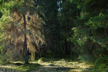 Eski bir yosunlu ladin yakın plan. Kozalaklı bir ormanda ağaç gövdelerinden güneş ışınları geçiyor. Yerdeki gölgeler. Karanlık manzara. Baharın başında. Finlandiya