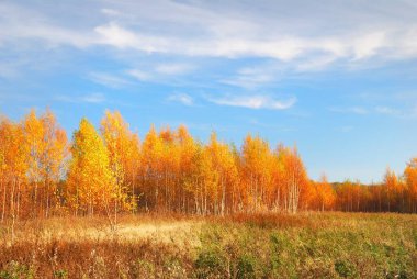 Altın huş ağaçları ve açık mavi gökyüzünün altında sirrus bulutları ve uçak rayları olan bir kır arazisi. Sonbahar ormanı. Idyllic kırsal kesim. Çevre koruma teması