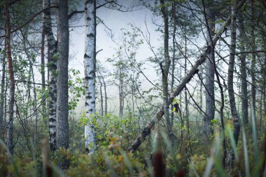 Güneşin doğuşunda sisli bir havada Evergreen Ormanı. Çam ve köknar ağaçları yakın plan. Resimli bir manzara var. Atmosferik manzara. Saf doğa, ekoloji, çevre koruma, eko turizm
