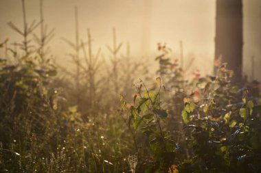 Güneşin doğuşunda esrarengiz yeşil orman. Altın güneş ışığı, güneş ışığı, sis, sis. Çam ve köknar ağaçları yakın plan. Ağaç gövdelerinden akan ışık. Resimli bir manzara var. Idyllic manzara. Saf doğa.