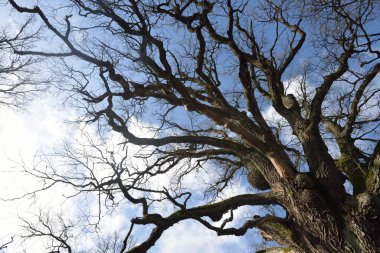 Yaprakları olmayan eski yosunlu meşe ağacının açık mavi gökyüzüne karşı alçak açılı görüntüsü. Baharın başında. Finlandiya