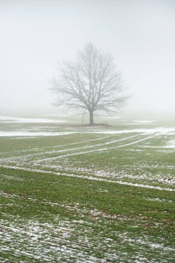 Kır arazisi ve yaprakları olmayan yalnız bir meşe ağacı kalın bir siste, yakın planda kasvetli gökyüzüne karşı. Koyu renk siluet. Sanat, monokrom, grafik minimalizm, yalnızlık, sessizlik, fantezi
