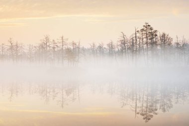 Gün doğumunda yoğun ve gizemli bir siste batık orman gölü. Cenas tirelis, Letonya. Çam ağaçlarının arasından altın güneş ışığı ve köknar gövdeleri. Suyun simetri yansımaları. Idyllic sonbahar manzarası