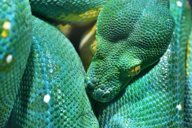 Yeşil ağaç pitonu Morelia Viridis yakın plan. Tallinn Hayvanat Bahçesi, Estonya. Portre sanatı. Çevre koruma, vahşi yaşam, zooloji, herpetoloji teması
