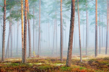 Gündoğumunda Evergreen Çam Ormanı. Sabah sisi. Ağaç gövdelerinden akan güneş ışığı. Yeşil yosun, liken ve yerdeki diğer bitkiler. Idyllic manzara. Finlandiya 'da çevre koruma