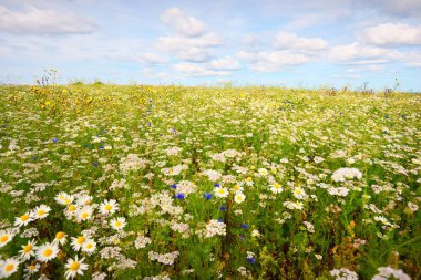 Yaban çiçekleri yakın plan. Çiçek açan papatya tarlasının panoramik görüntüsü. Dramatik bulut manzarası. Çiçek deseni. Setomaa, Estonya. Çevre koruma, bahçıvanlık, alternatif tıp, eko turizm