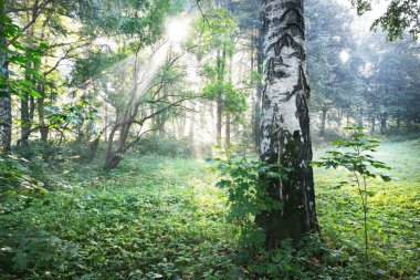 Yeşil huş ağaçlarından akan güneş ışınları. Şehir parkında bir sokak. Peri ormanı sahnesi. Sanat, umut, cennet, vahşi doğa, yalnızlık, saf doğa kavramları.