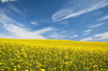 Açan kolza tohumu tarlası. Parlayan bulutlu açık mavi gökyüzü. Bulutlar. Kırsal alan. Tarım, biyoteknoloji, yakıt, gıda endüstrisi, alternatif enerji, çevre koruma. Panoramik görünüm