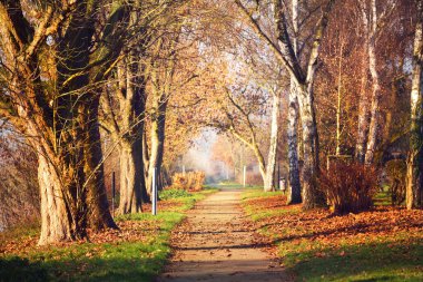 Şehir parkında boş bir sokak, yakındaki uzun altın ağaçlar. Seyahat yasağı ve koronavirüs (COVID-19) salgını nedeniyle kimse yok. Mainz, Rheinland-Pfalz bölgesinde karantina bölgesi, Almanya