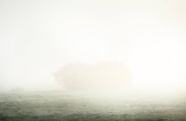 Gün doğumunda orman çayırında. Saf sabah ışığı, güneş ışınları, sis, sis. Arka planda ağaç siluetleri var. Valmiera, Letonya. Atmosferik manzara. Doğa, çevre koruma, ekoloji