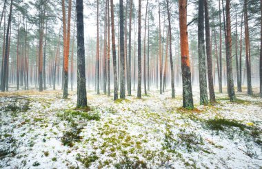 Sisli sonbahar ormanındaki ilk kar. Yeşil çimenler, yerde kırmızı ve turuncu yapraklar, uzun yosunlu çam ağaçlarının gövdeleri. Finlandiya