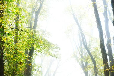 Yoğun bir sabah sisinde uzun altın ıhlamur ağaçlarının alçak açılı görüntüsü, Almanya. Şehir parkında bir sokak. Doğal tünel. Gizemli sonbahar manzarası. Resmi kavra