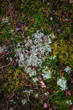 Renkli orman tabanı, liken, yosun, ot ve diğer farklı bitkiler, dokular, doğal desen. Finlandiya 'da ilkbahar başlarında