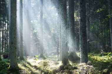 Güneş ışınları kozalaklı ağaç gövdelerinden gün doğumunda akıyor. Sabah sisinde Evergreen Ormanı. Genç köknar ve uzun çam ağaçları. Idyllic manzara. Finlandiya 'da çevre koruma