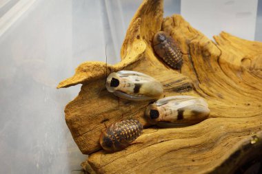 Teraryumdaki dev hamamböceği Blaberus Giganteus, yakın plan. Arka planda ahşap doku var. Çevre koruma, vahşi yaşam, zooloji, böcek bilimi teması