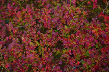 Finlandiya 'da renkli kırmızı yaban mersini yapraklarının üzerine yağmur damlaları yağar. Soyut doğal desen, doku, arka plan. Botanik, ekoloji, çevre koruma