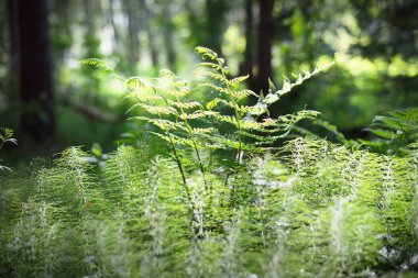 Yeşil eğreltiotu yapraklarından oluşan orman tabanı, yakın plan. Ruhnu Adası, Estonya. Gizemli manzara. Bitkiler, ekoloji, çevre koruma teması