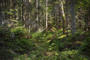 Baltık Denizi kıyısındaki sonsuz yeşil kozalaklı orman. Büyük kökleri, yosunları ve eğreltiotu olan yaşlı ağaçlar. Ruhnu Adası, Estonya. Gizemli manzara. Seyahat yerleri, çevresel koruma