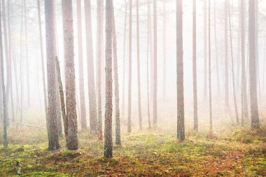 Beyaz bir sabah sisinde eski çam ağaçları. Idyllic sonbahar manzarası. Bataklık kuzey ormanı. Kemeri Milli Parkı, Letonya