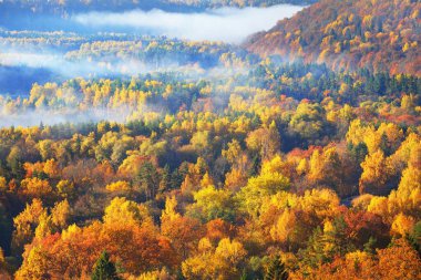 Renkli kırmızı, turuncu ve sarı ağaçların tepelerinin sabah sisi içinde kozalaklı bir ormanda nefes kesici panoramik manzarası. Peri sonbahar manzarası. Gauja Ulusal Parkı, Sigulda, Letonya