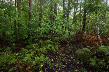 Bataklık yaprak döken orman, yosun, eğrelti otu, bitkiler. Güneş ışınları eski ağaç gövdelerinden akıyor. Yeşil bataklık. Huzurlu bir manzara. Ekoloji, ekosistemler, çevre koruma teması