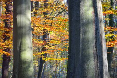 Nachtegalen parkındaki antik altın kayın ağaçlarının yakın görüntüsü. Ağaç gövdelerinden güneş ışınları, yerdeki gölgeler. Kırmızı, turuncu ve sarı yapraklardan oluşan orman tabanı. Antwerp, Belçika