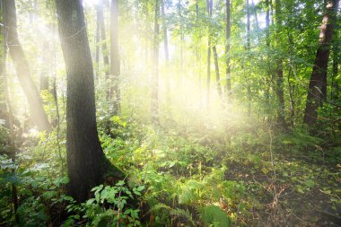 Bataklık yaprak döken orman, yosun, eğrelti otu, bitkiler. Güneş ışınları eski ağaç gövdelerinden akıyor. Yeşil bataklık. Huzurlu bir manzara. Ekoloji, ekosistemler, çevre koruma teması