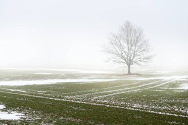 Kır arazisi ve yaprakları olmayan yalnız bir meşe ağacı kalın bir siste, yakın planda kasvetli gökyüzüne karşı. Koyu renk siluet. Sanat, monokrom, grafik minimalizm, yalnızlık, sessizlik, fantezi