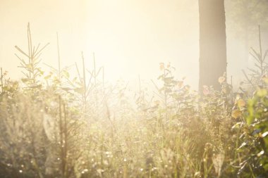 Güneşin doğuşunda esrarengiz yeşil orman. Altın güneş ışığı, güneş ışığı, sis, sis. Çam ve köknar ağaçları yakın plan. Ağaç gövdelerinden akan ışık. Resimli bir manzara var. Idyllic manzara. Saf doğa.