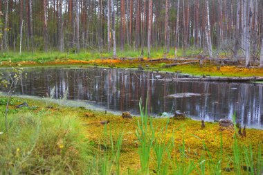 Çam ormanında küçük bir bataklık, yosun, eğrelti otu, bitkiler. Sudaki yansımalar. Yeşil kutsal kuzey ormanı. Huzurlu bir manzara. Ekoloji, ekosistemler, çevre koruma teması