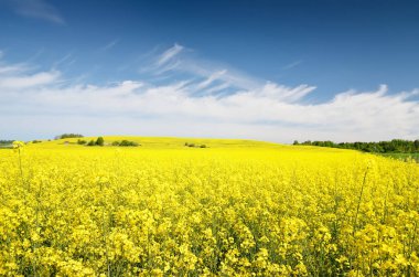 Açan kolza tohumu tarlası. Parlayan bulutlu açık mavi gökyüzü. Bulutlar. Kırsal alan. Tarım, biyoteknoloji, yakıt, gıda endüstrisi, alternatif enerji, çevre koruma. Panoramik görünüm