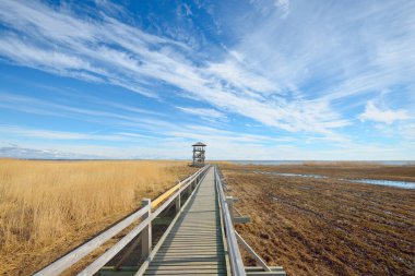 Hollanda 'nın güneşli bir bahar gününde, göldeki kuş izleme kulesine giden ahşap bir patika. Sığ su. Açık mavi gökyüzü ve sirrus bulutları. Çevre koruma teması