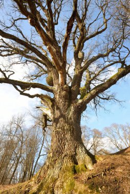 Yaprakları olmayan eski yosunlu meşe ağacının açık mavi gökyüzüne karşı alçak açılı görüntüsü. Baharın başında. Finlandiya