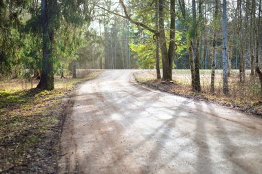 Evergreen Ormanı 'nda bir toprak bisiklet yolu. Ağaç gövdelerinden güneş ışınları geçiyor. Yerdeki gölgeler. Baharın başında. Finlandiya