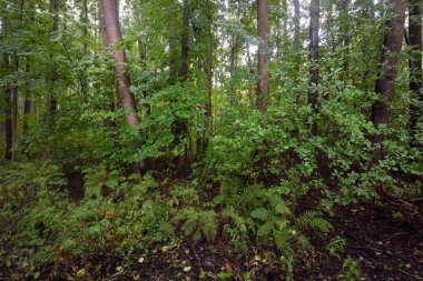 Bataklık yaprak döken orman, yosun, eğrelti otu, bitkiler. Güneş ışınları eski ağaç gövdelerinden akıyor. Yeşil bataklık. Huzurlu bir manzara. Ekoloji, ekosistemler, çevre koruma teması