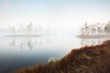 Gün doğumunda yoğun ve gizemli bir siste batık orman gölü. Cenas tirelis, Letonya. Sonsuza dek yeşil ağaç gövdelerinin arasından altın güneş ışığı. Suyun simetri yansımaları. Idyllic sonbahar manzarası