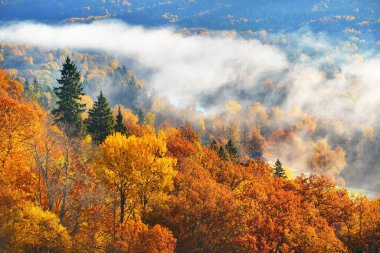 Sabahları sisli kozalaklı bir orman ve nehrin rengarenk kırmızı, turuncu ve sarı ağaçlarının nefes kesici panoramik manzarası. Peri sonbahar manzarası. Gauja Ulusal Parkı, Sigulda, Letonya