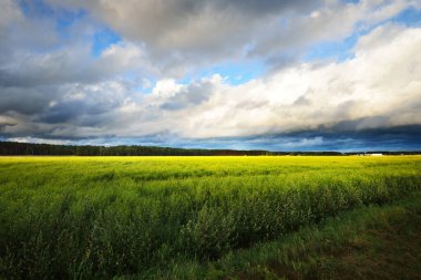 Yağmurdan sonra tarla tarlası. Dramatik gökyüzü, destansı bulutlar. Hava kararsız. - Letonya. Kasırga, fırtına, meteoroloji, ekoloji, iklim değişikliği, doğal olaylar