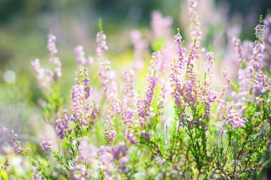 Güneşin doğuşunda, yemyeşil ormanlarda açan pembe funda çiçeklerinin olduğu orman zeminine yakın plan. Sabah bulanıklığı. Finlandiya 'da çevre koruma. Doğal çiçek deseni
