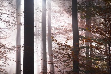 Güneş ışınları kırmızı, turuncu ve sarı kayın ağaçlarının arasından akıyor. Yakın plan. Ormanda gizemli bir sabah sisi. Karanlık sonbahar manzarası. Heidelberg, Almanya