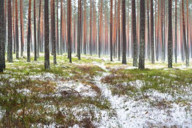 Sisli sonbahar ormanındaki ilk kar. Yeşil çimenler, yerde kırmızı ve turuncu yapraklar, uzun yosunlu çam ağaçlarının gövdeleri. Finlandiya