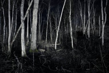 Sonbaharda huş ağacı ormanının üzerindeki destansı yıldızlı gökyüzü. Karanlıkta aydınlanmış beyaz siluetler. Gauja Ulusal Parkı, Sigulda, Letonya. Mistik manzara