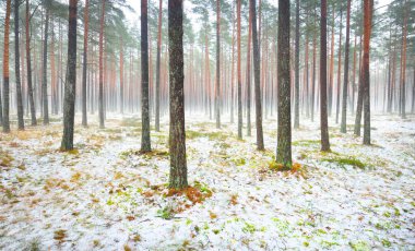 Sisli sonbahar ormanındaki ilk kar. Yeşil çimenler, yerde kırmızı ve turuncu yapraklar, uzun yosunlu çam ağaçlarının gövdeleri. Finlandiya