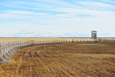 Hollanda 'nın güneşli bir bahar gününde, göldeki kuş izleme kulesine giden ahşap bir patika. Sığ su. Açık mavi gökyüzü ve sirrus bulutları. Çevre koruma teması
