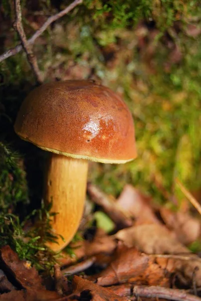 Brown Mushroom Close Forest Floor Green Moss Golden Maple Leaves — Stock Photo, Image