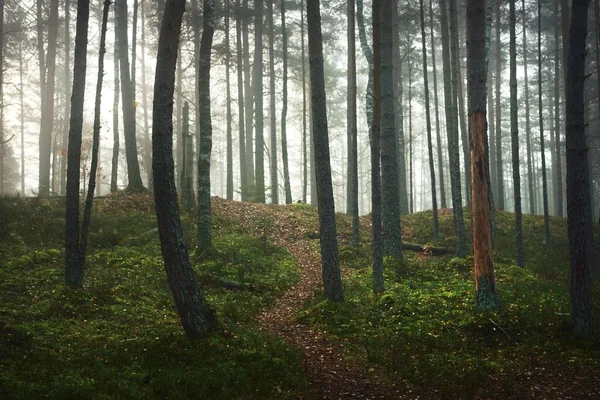 一条在白茫茫晨雾中穿过常绿松树的小路 宜人的秋天风景 雾腾腾的森林场景Kemeri国家公园 拉脱维亚 — 图库照片